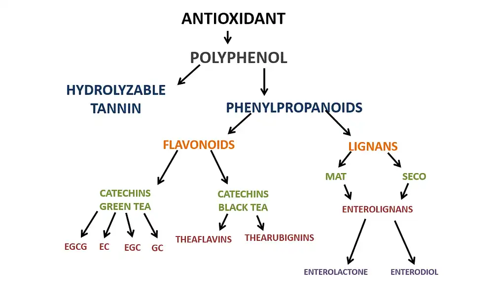 Key Antioxidant Compounds in Green Tea Extract Powder